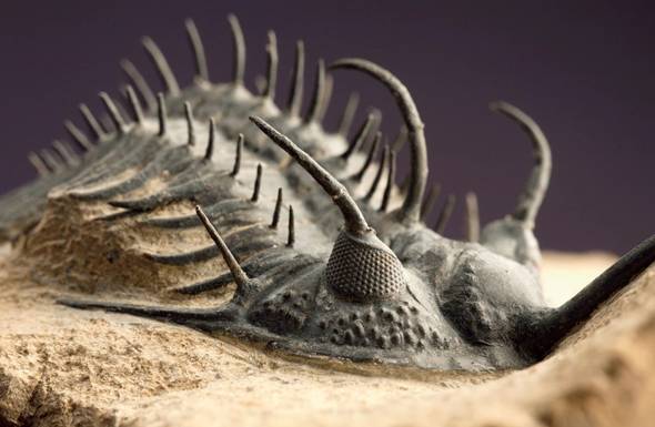 Trilobite_Dev�nico.jpg