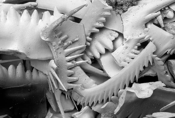 Dientes de Conodonto_Tri�sico.jpg